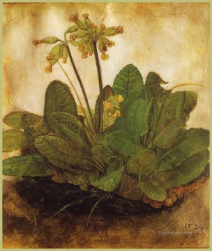  durer - Primula Albrecht Durer classical flowers